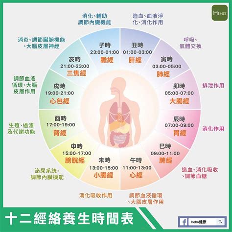 身體時鐘|生理作息時鐘及排毒時間表